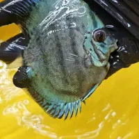 دیسکس بلو و اگ استندینگ