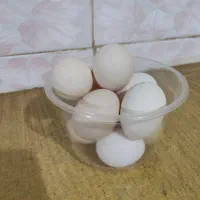 تخم مرغ نطفه دار چهل تاج گلین وبرما