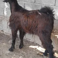 ۷راس کهره نر چاق... تکی هم میفروشم