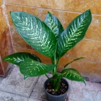 گیاهان آپارتمانی