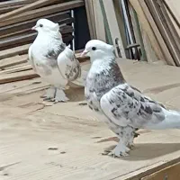 کفتر. کبوتر هما سرور  کاکلی پاچکمه