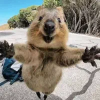 عروس هلندی ماده