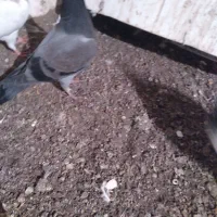 کبوتر جوجه|پرنده|میانه, |دیوار