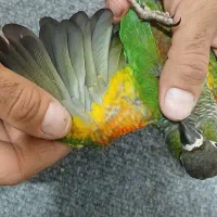 گرینچیک پیرلی|پرنده|مشهد, امیر آباد|دیوار