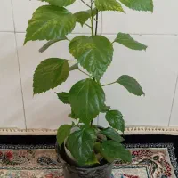تعدادی گل ختمی و....