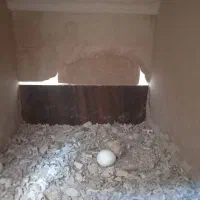 یک جفت عروس هلندی مولد|پرنده|برخوار, |دیوار