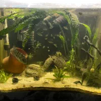 ماهی سیچیلاید گورخری