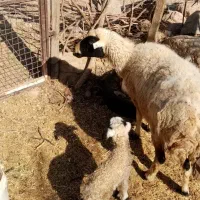 میش سرحال بابره مایه وقوچ