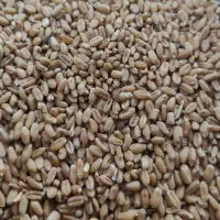 کیسه گرفته گندم درجه یک