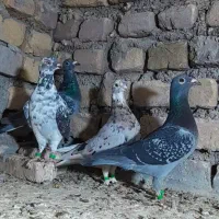 رنگه والمانی پرشی|پرنده|تربت‌حیدریه, پائین ولایت|دیوار