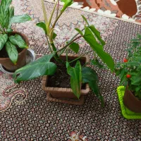 گلهای طبیعی متنوع|گل و گیاه طبیعی|اردبیل, |دیوار