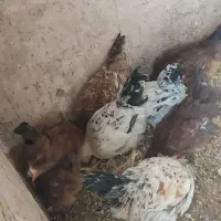 مرغ خروس|حیوانات مزرعه|بافق, |دیوار