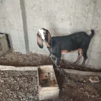 فروش یک عدد بز ماده