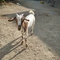 فروش دو عدد کهره ماده|حیوانات مزرعه|درگهان, |دیوار