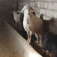 بزهرکول بزرگ