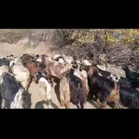 ۳۱سر بزو ۳۱سر بزغاله|حیوانات مزرعه|مریوان, |دیوار