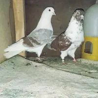 کبوتر فروشی|پرنده|بانه, |دیوار