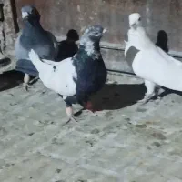 کفتر زرنگ هوایی