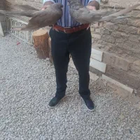 سرور بلند دوکت کاکلی|پرنده|اردکان, |دیوار