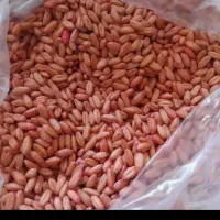 بذر بوجاری شده