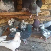 کبوتر پرشی|پرنده|مبارکه, |دیوار