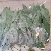 گیاه زینتی آکواریم|ماهی|بابل, |دیوار