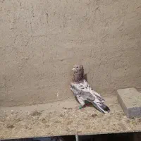 نر ماده عتیقه