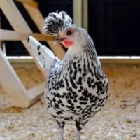 اپنزلر و جوجه مرندی