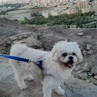 سگ شیتزو