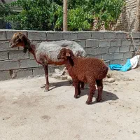 یک عدد میش بردار بره ماده هست