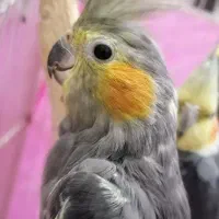 ۲ تا عروس هلندی نروماده