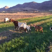 بز بهمراه ۳ عدد بزغاله