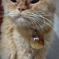 گمشده