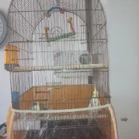 عروس هلندی مولد|پرنده|سقز, |دیوار