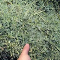 یونجه خشک