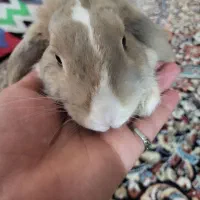 خرگوش خانگی دست آموز