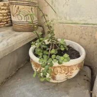 گل با گلدان