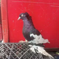 کبوتر خاص با قیمت کم|پرنده|پارسآباد, |دیوار