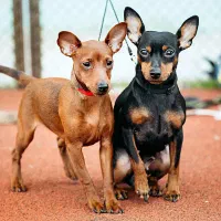 سگ دوبرمن مینیاتوری وارداتی آلمانی معاوضه|سگ|شیراز, منطقه هوایی شهید دوران|دیوار