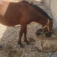 اسب مادیون|اسب و تجهیزات اسب‌سواری|حسن آباد, |دیوار