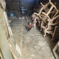 معاوضه مرغ خروس با قناری عروس هلندی