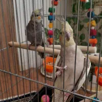 عروس هلندی|پرنده|نسیم‌شهر, |دیوار