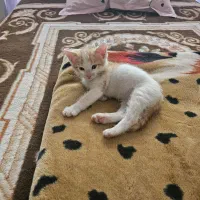 واگذاری گربه ی نر دو ماهه|گربه|تهران, فردوس|دیوار