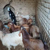 ۸راس بز|حیوانات مزرعه|اشترینان, |دیوار