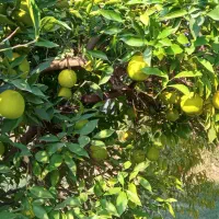 پرتقال درجه یک