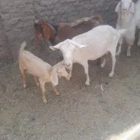 چپش وبز باکره قشنگ|حیوانات مزرعه|اردکان, |دیوار