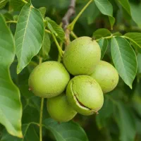 نهال گردو اقتصادی برای باغداران حرفه‌ای|حراج|زبرخان, |دیوار