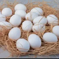 تخم مرغ محلی نطفه دار