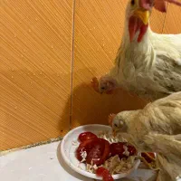مرغ وخروس