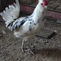 باسلام خروس ونیمچه وارگ گلین|حیوانات مزرعه|گچی, |دیوار